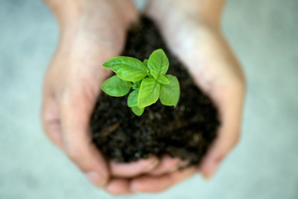 Photographie de deux mains tenant délicatement un jeune plant de basilic dans de la terre, symbolisant la protection et le soin apportés à la croissance d'un projet